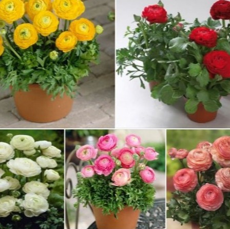 Combo 5 củ giống hồng mao lương 5 màu ( trắng tím hồng đỏ vàng kèm 5 viên nén ươm củ )