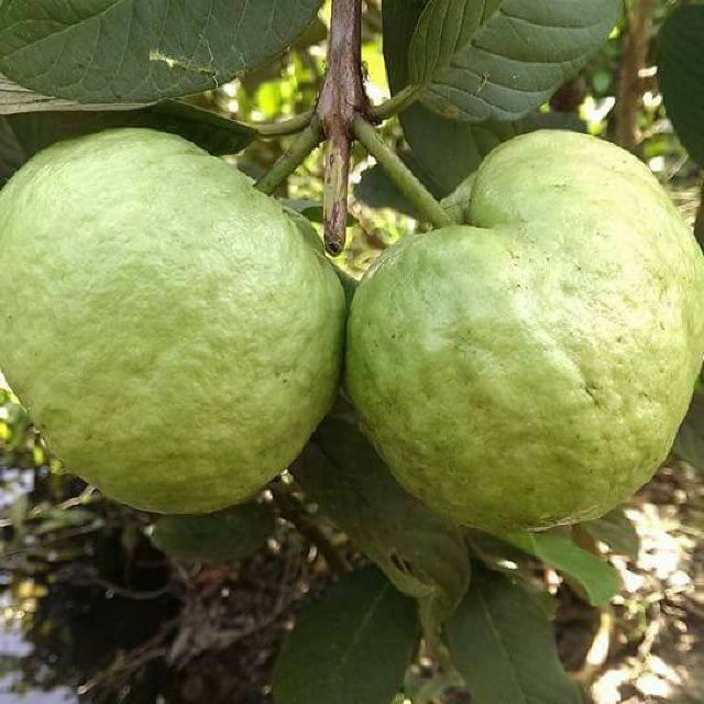 CÂY GIỐNG ỔI NỮ HOÀNG [ Cây ghép đẹp cho trái sớm sau 18 tháng ].