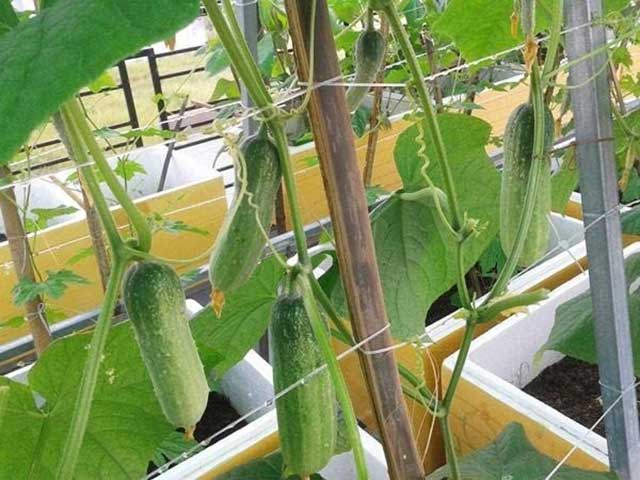 Classification Smart Tan Slow (Sacks 5kg) passed They cucumber, gourds, Bitter Melon, .. (NEW)