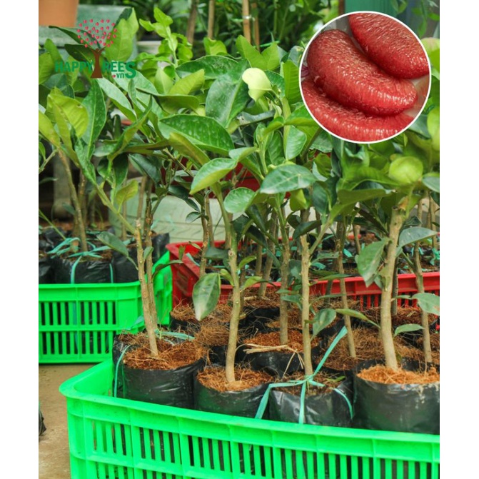 CÂY GIỐNG BƯỞI RUBY THÁI LAN (cây giống siêu sớm có bảo hành )