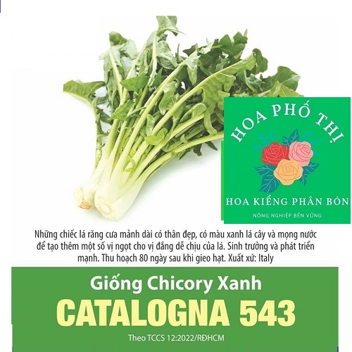 Hạt giống Chicory Xanh Catalogna 543 HPT shop