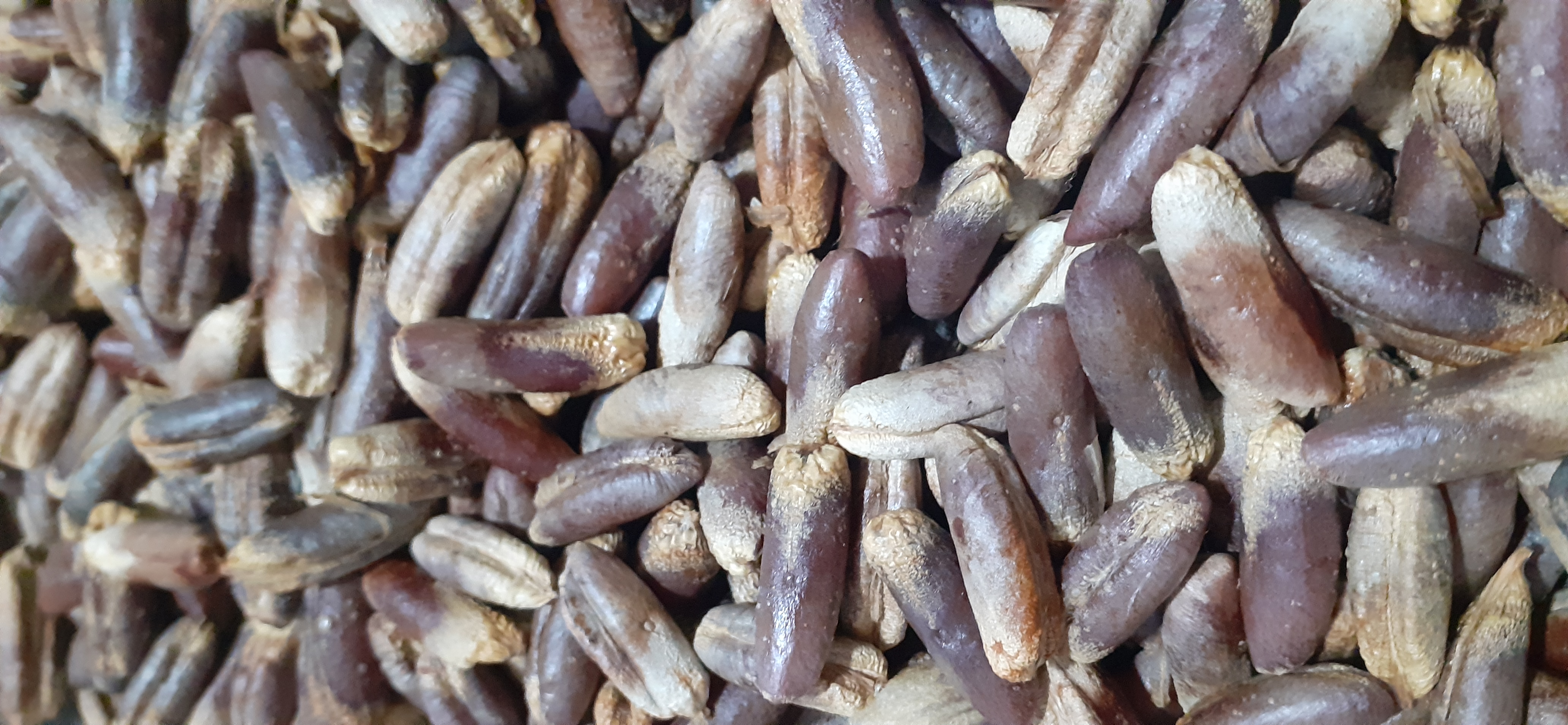 Hạt giống chà là ăn trái
