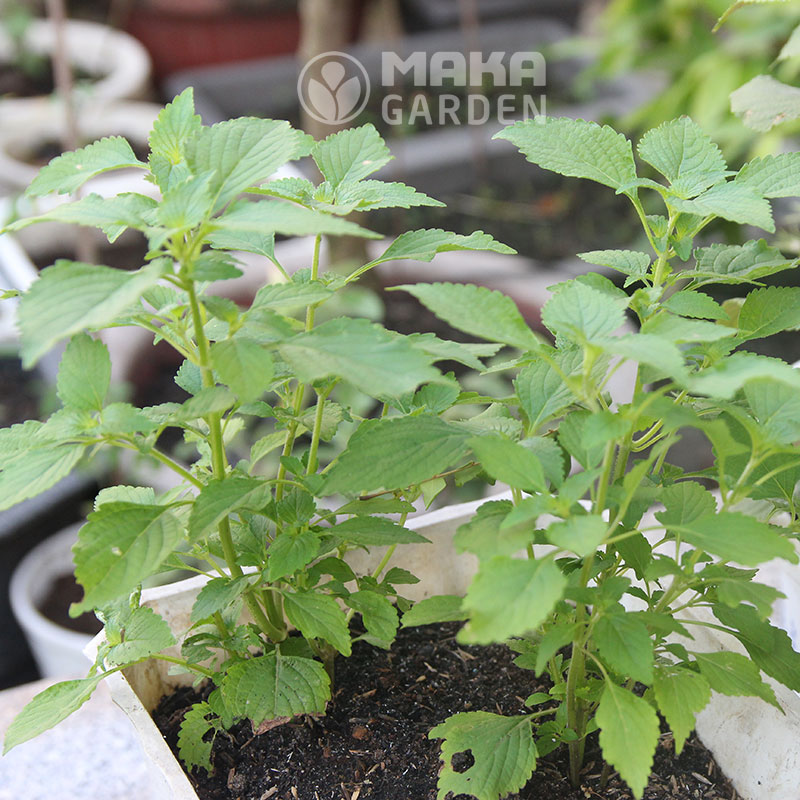Đất sạch trồng Rau Namix