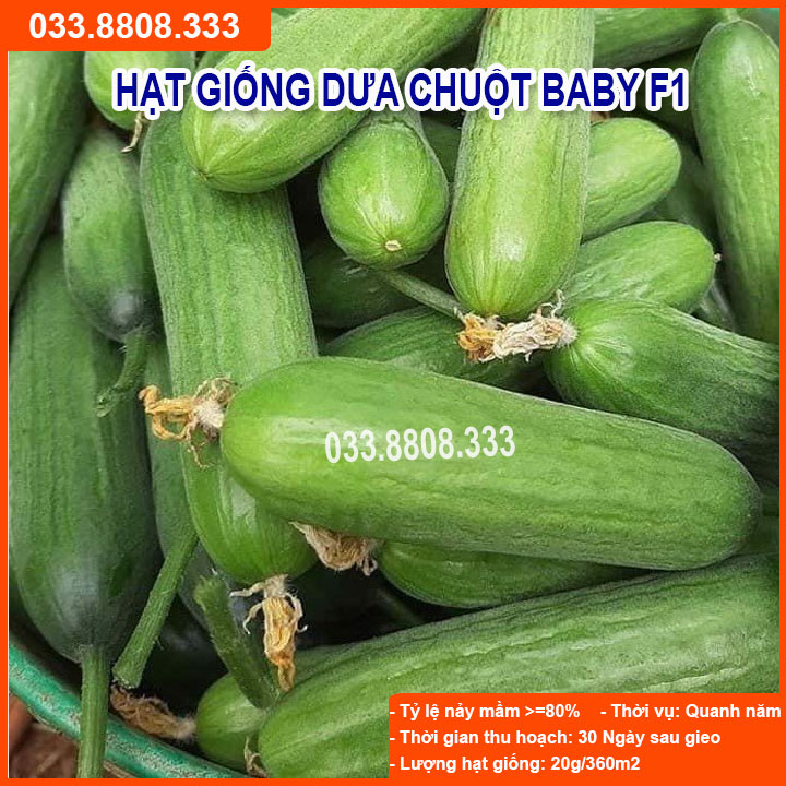 Hạt giống dưa leo baby chùm