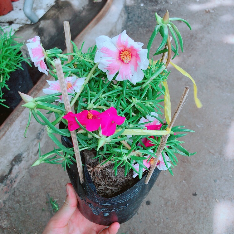 Hoa mười giờ sam