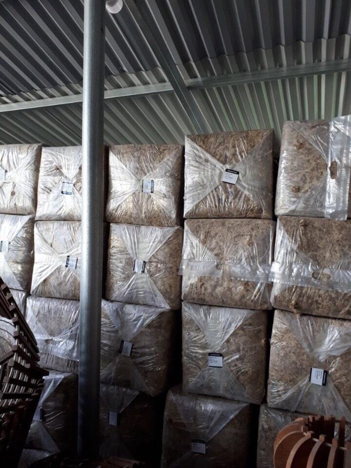 1kg rêu sâu chile làm giá thể trồng lan GIÁ TỐT