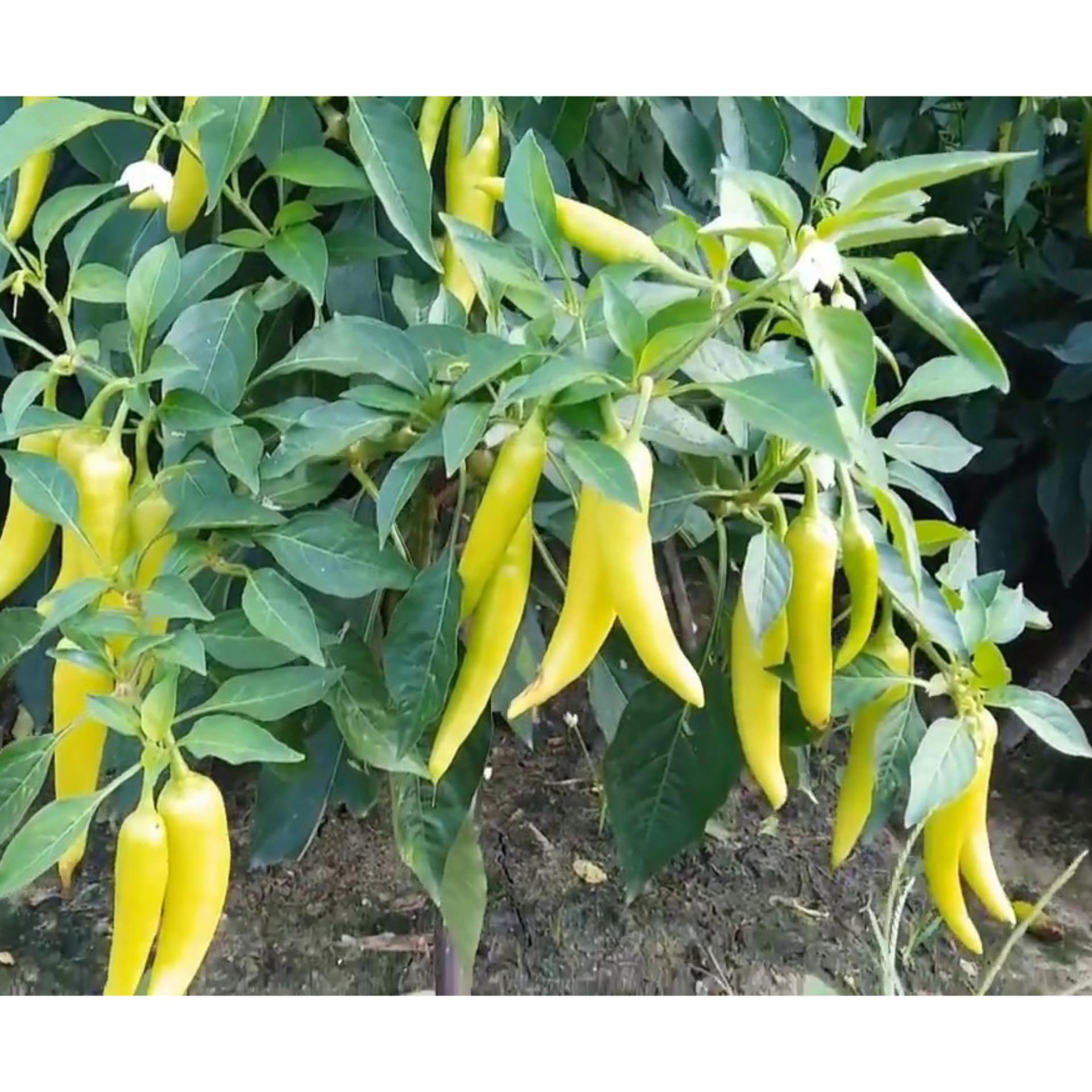 1g Hạt giống Ớt sừng vàng (tặng Kích nẩy mầm, Hướng dẫn ươm)