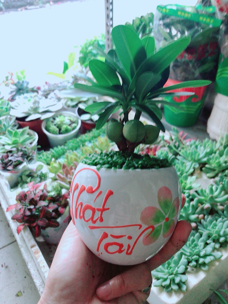 [HCM]Chậu Cây May Mắn Phát Tài