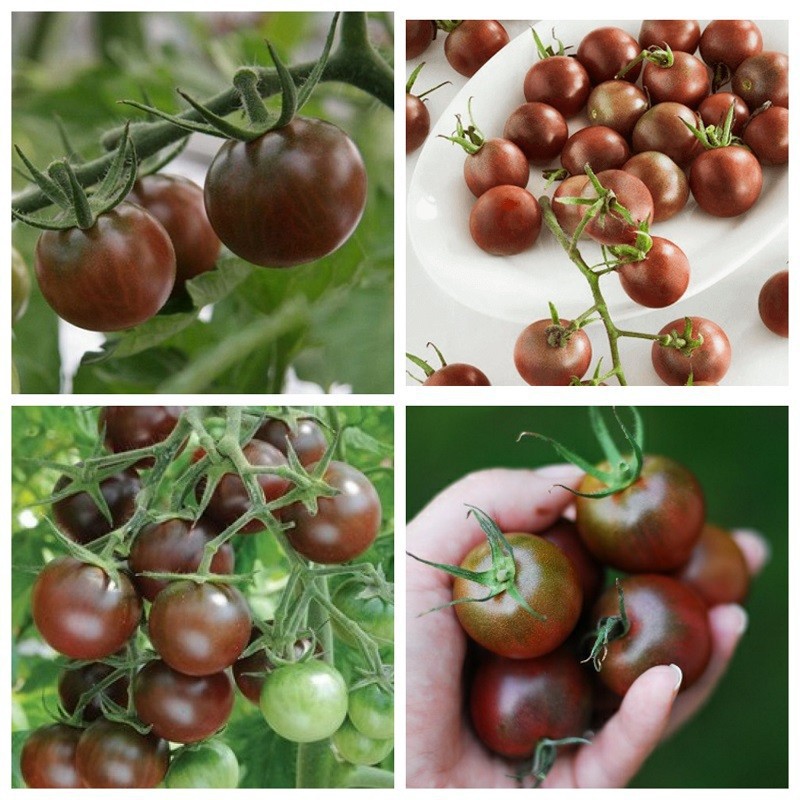 Hạt Cà Chua Socola F1 - Gói 5 Hạt