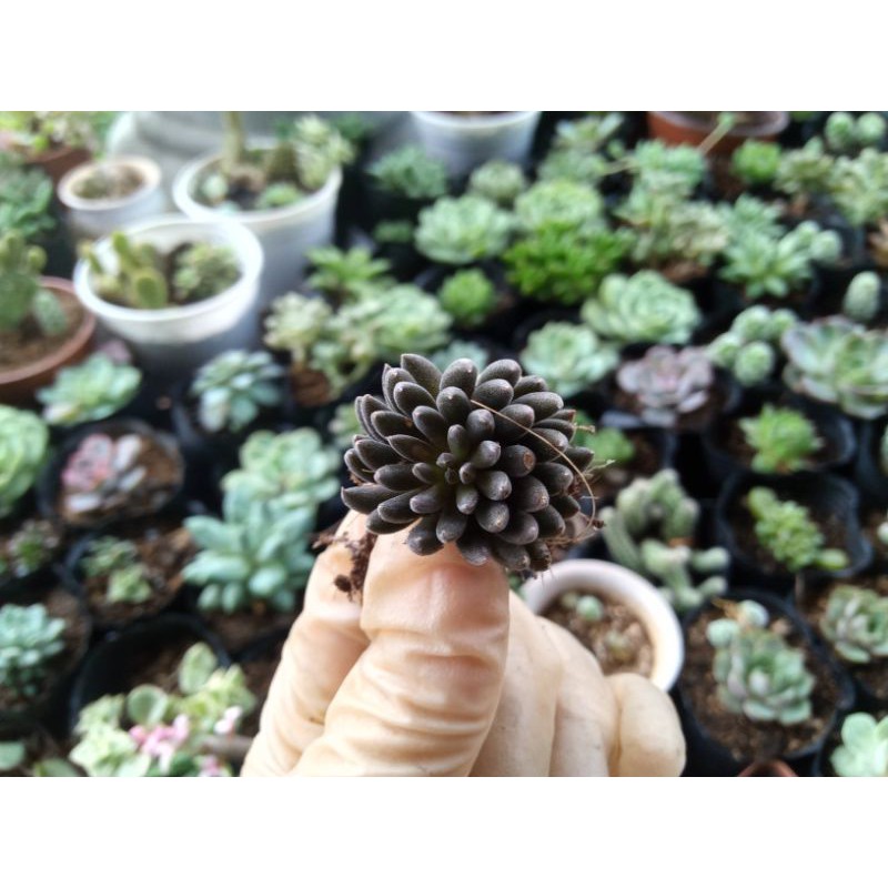 combo 5 cây sen đá mini 5 loại