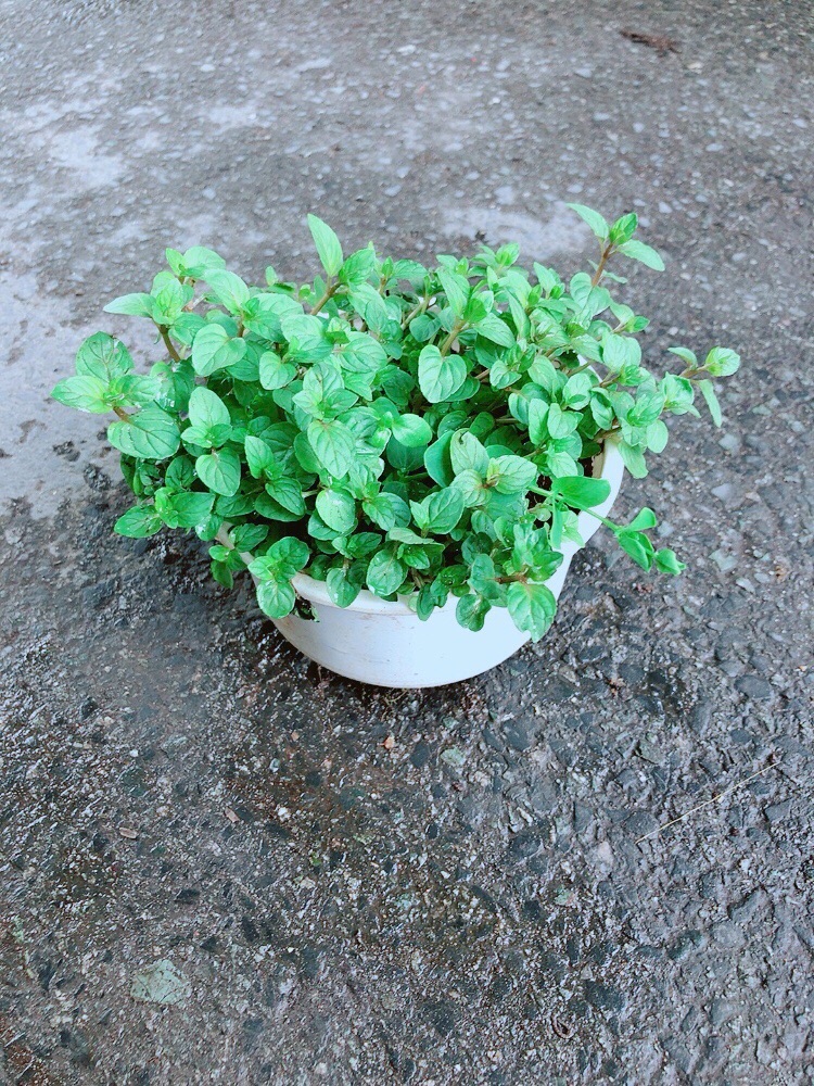 Cây Bạc Hà Doubemint