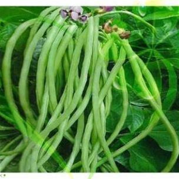 Hạt giống đậu đũa hạt đen dạng cây - Gói 20g