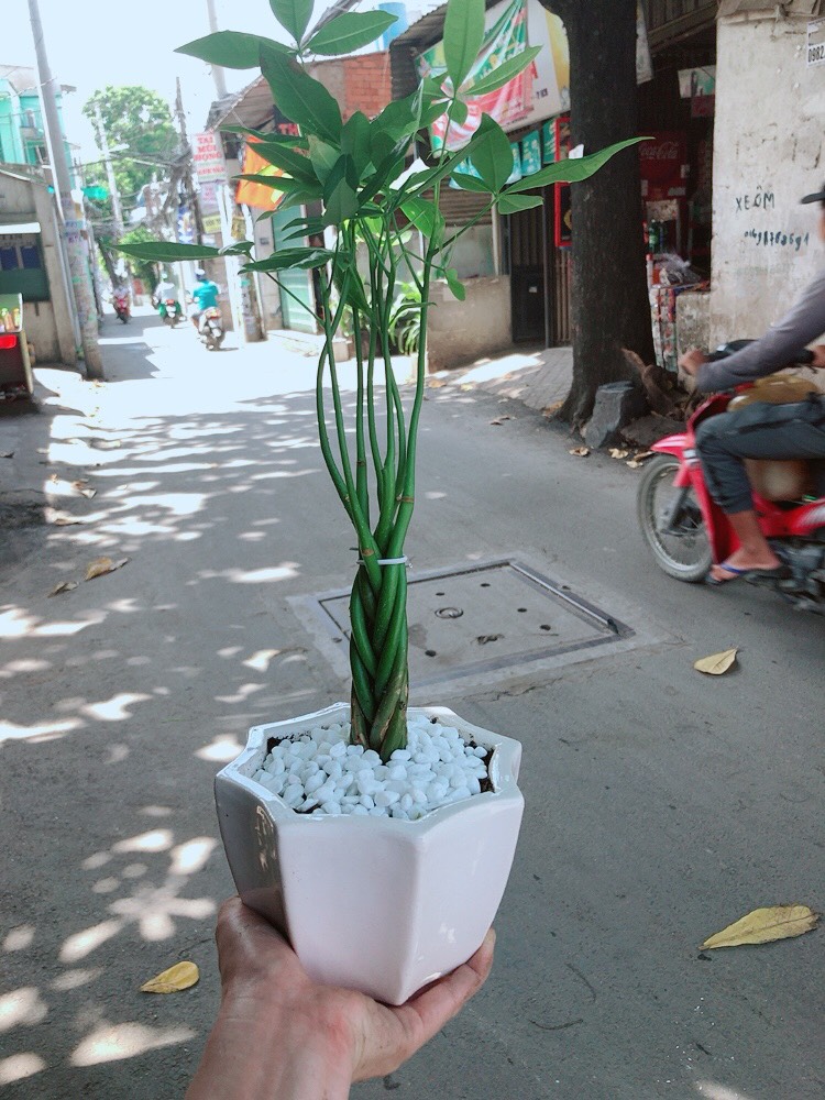 [HCM]Chậu kim ngân 5 thân
