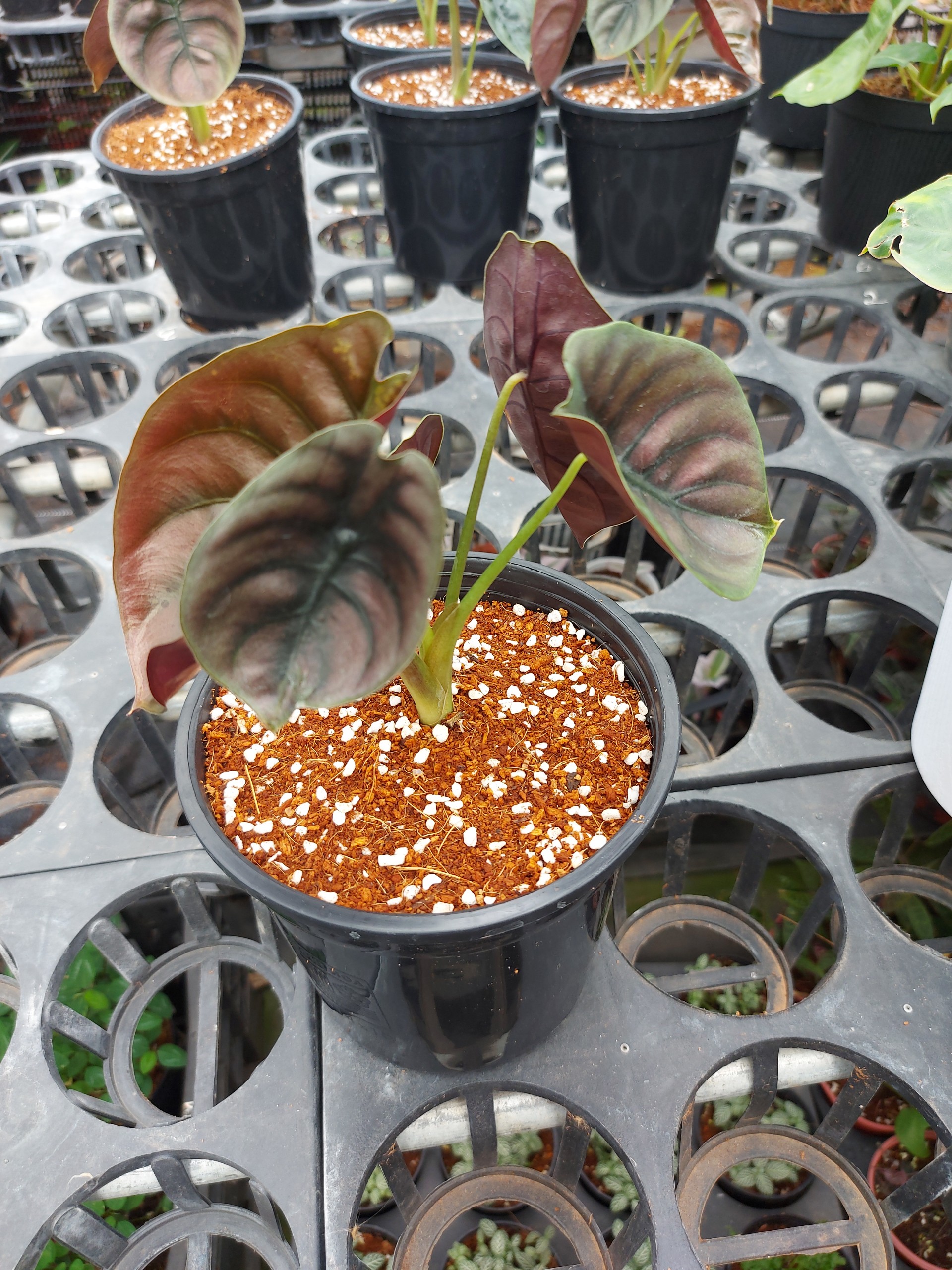 Rồng đỏ_ Alocasia Cuprea.