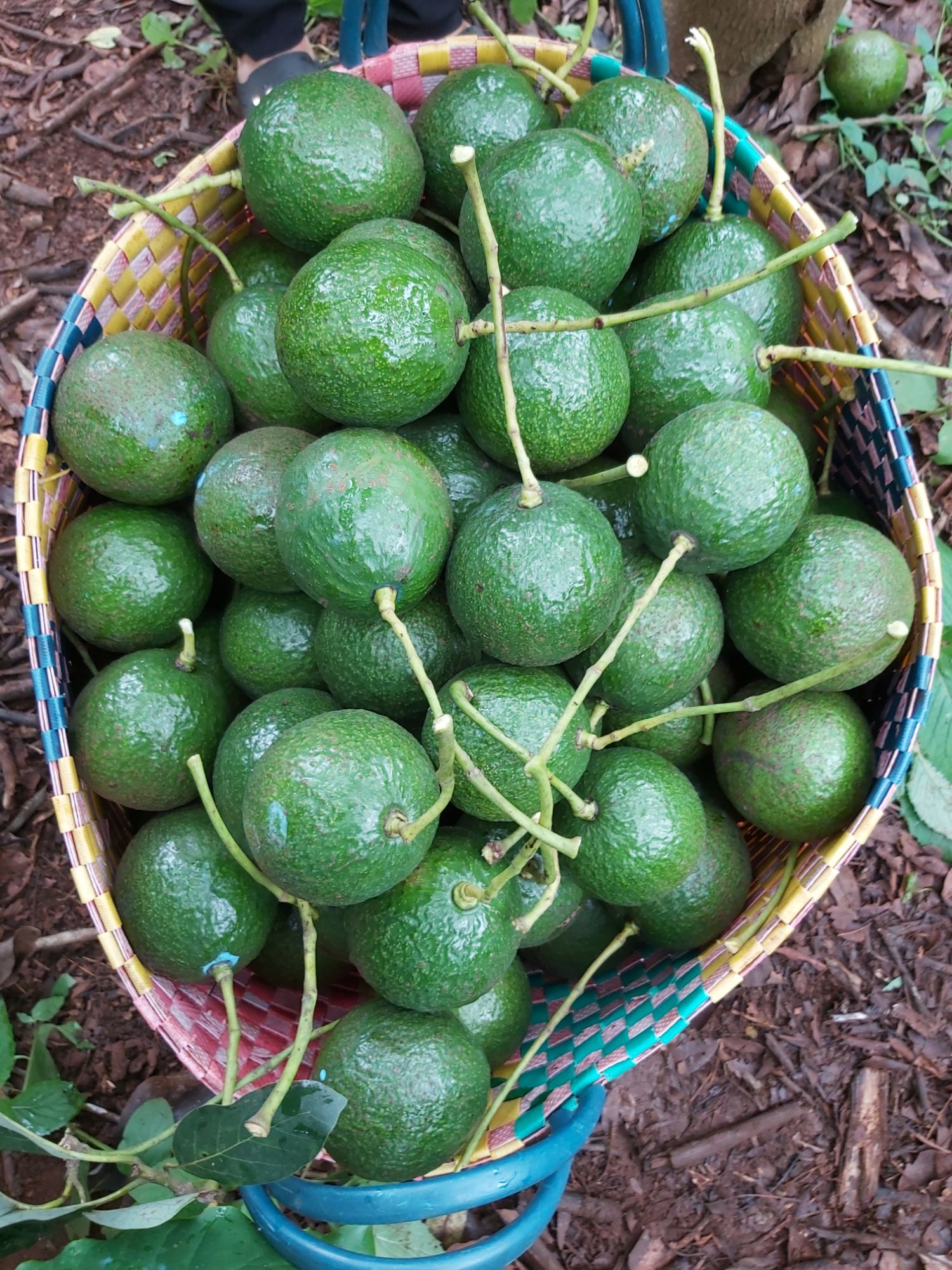cây giống bơ both ( 3 năm cho trái )