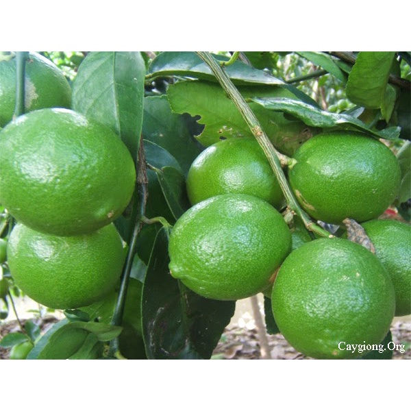 Cây Giống Chanh Giấy siêu sớm (CHO TRÁI SIÊU SỚM)