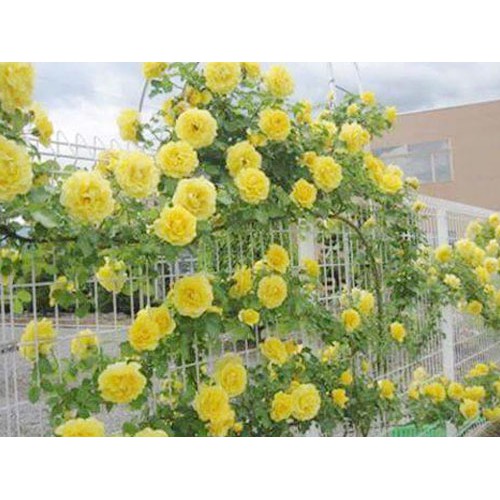 20 Hạt Giống Hoa Hồng Leo Vàng