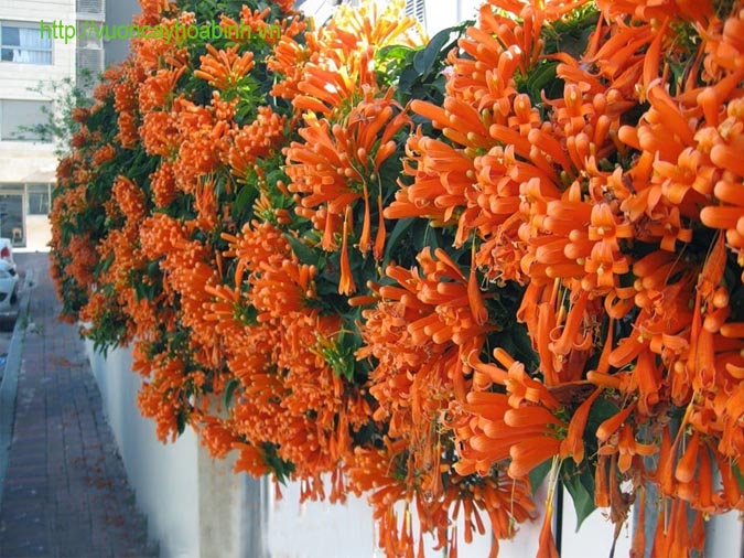 CÂY GIỐNG HOA LEO CHÙM ỚT (HOA LEO RẠNG ĐÔNG, HOA LỬA )
