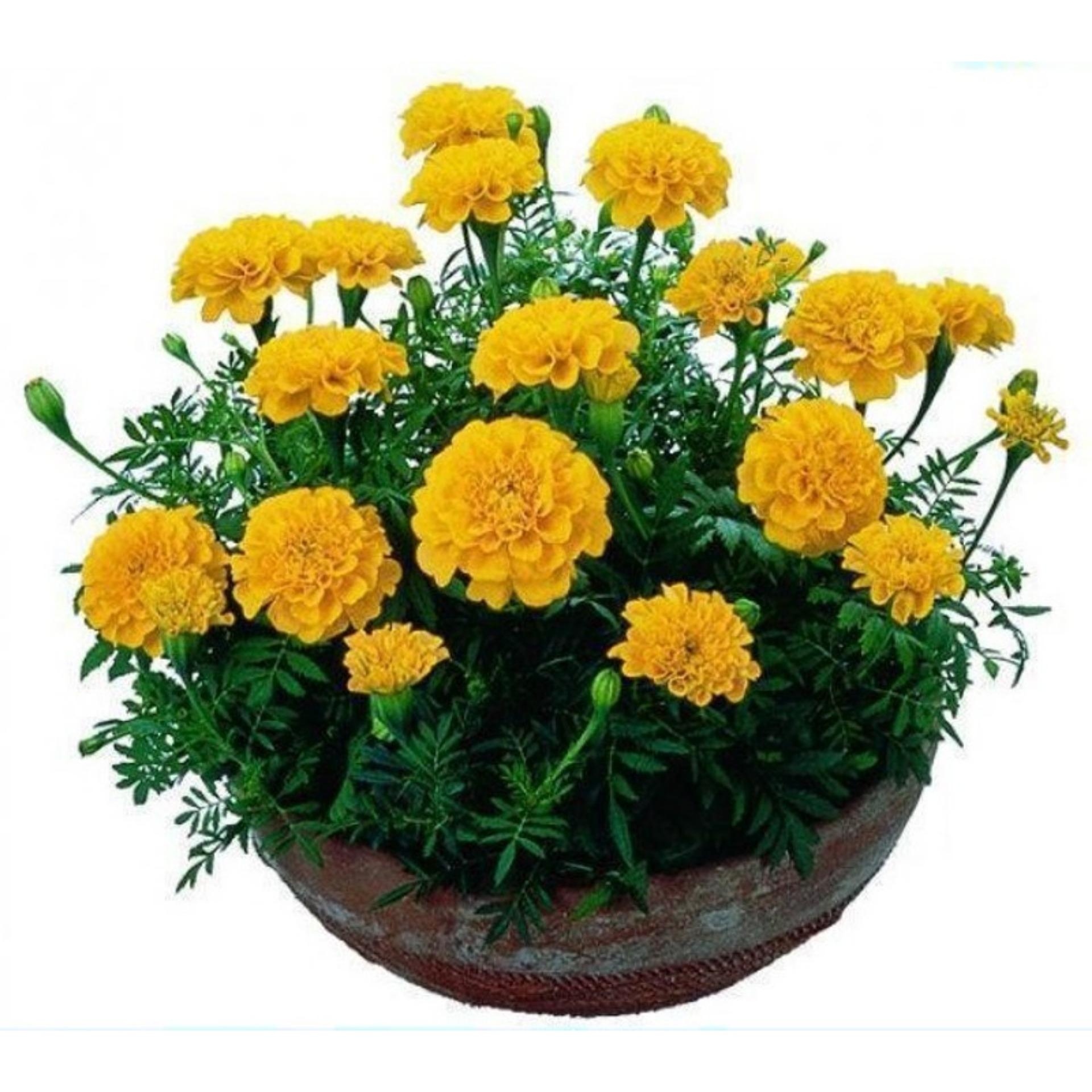 50 Hạt giống Cúc Vạn thọ Pháp (tặng Kích nẩy mầm, Hướng dẫn ươm)