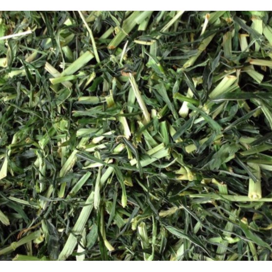 Cỏ Lúa Mạch, Lúa Mì KERRY cắt khúc Thơm Ngon cho Thỏ, Bọ 100gr