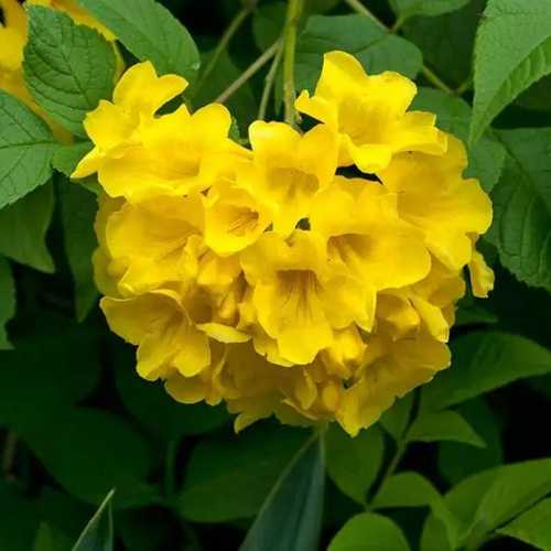 Cây hoàng yến/ chuông vàng- Hoa đẹp trang trí sân vườn- Hoa kiểng Nguyễn Lộc