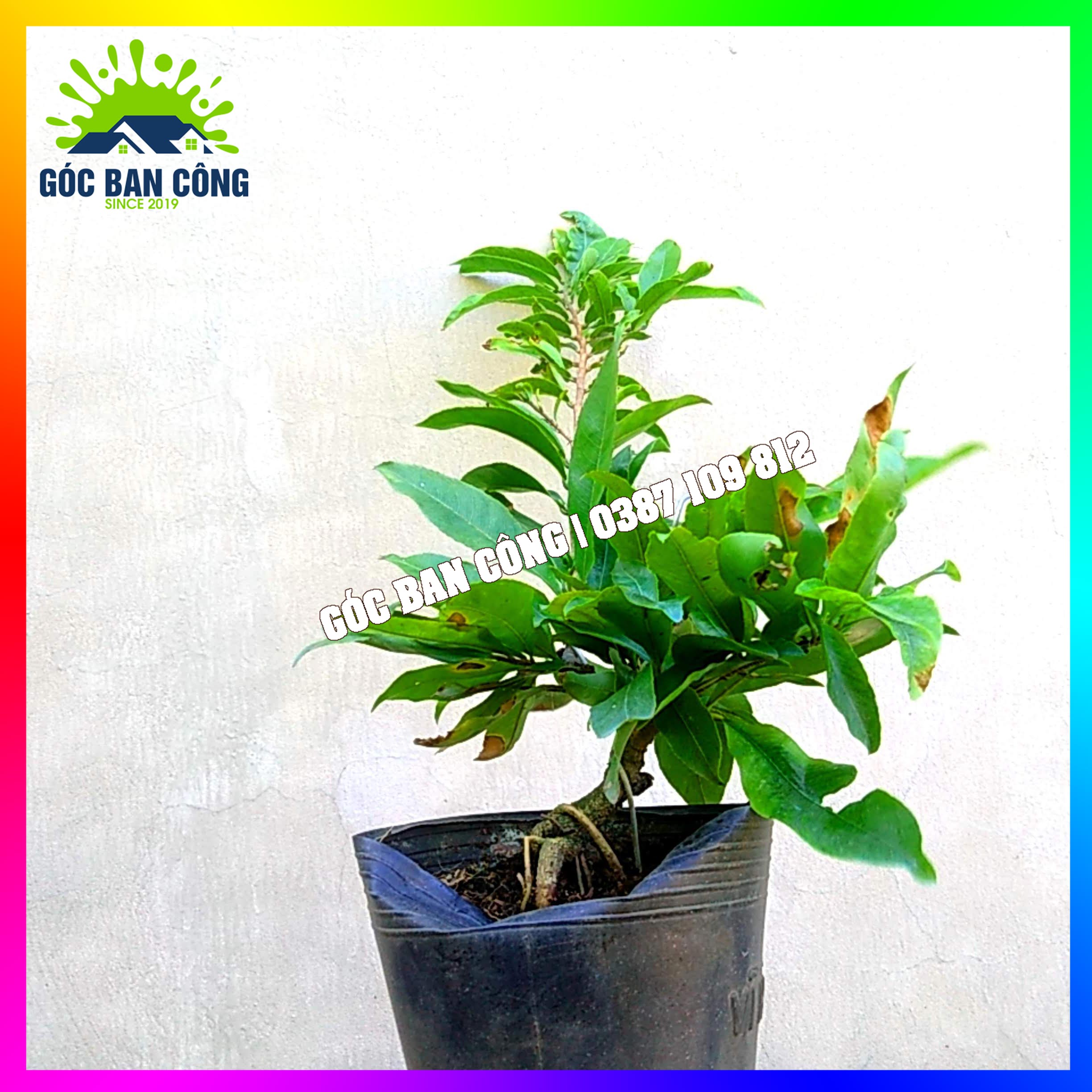 Mai Vàng Bonsai Mini