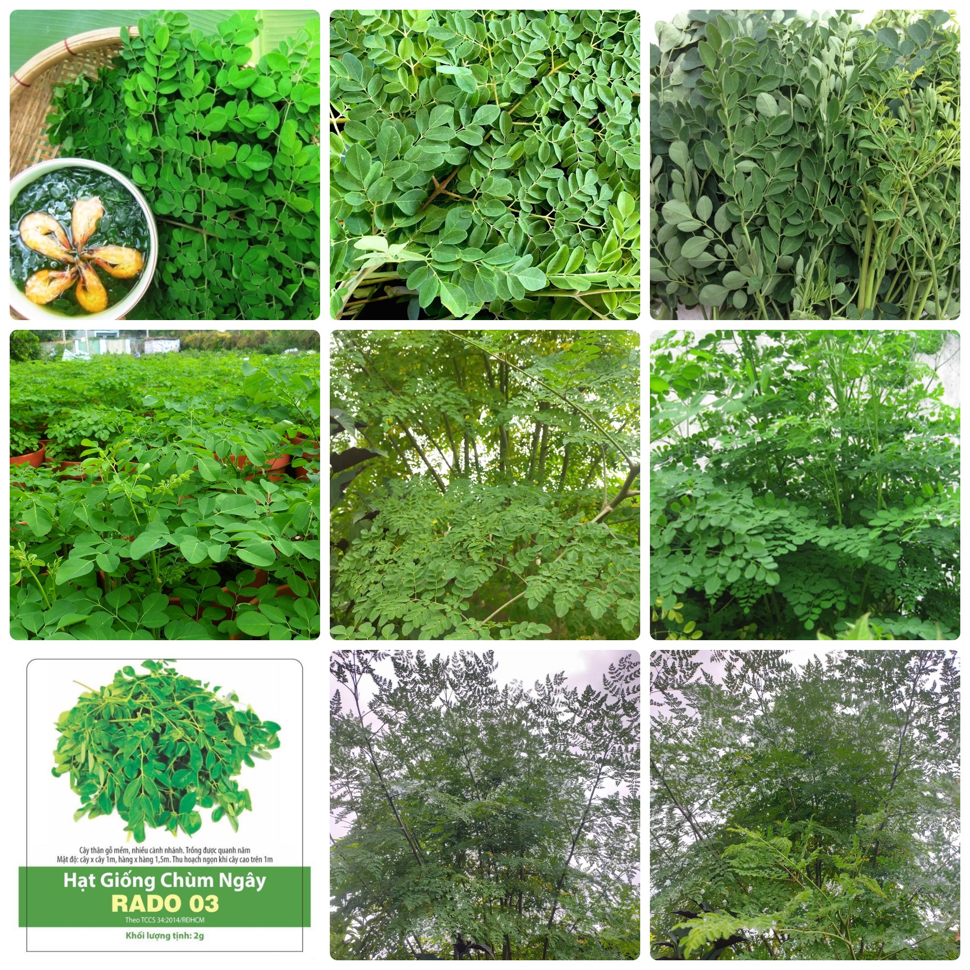 Hạt giống chùm ngây gói 2gr