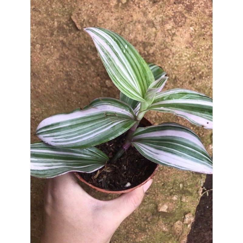 Bộ sưu tập thài lài
