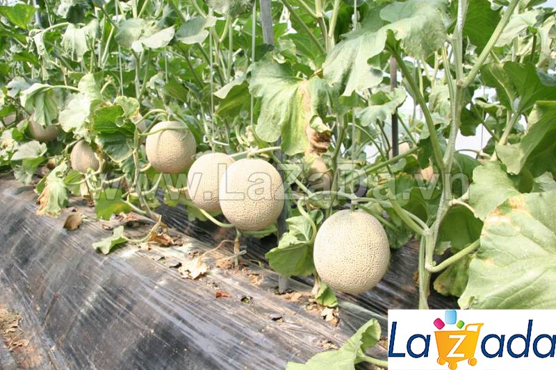 25.HAT Hạt Giống Dưa Lưới Ruột Xanh Vân Dày F1 TG50 (| A2*X55*M225)
