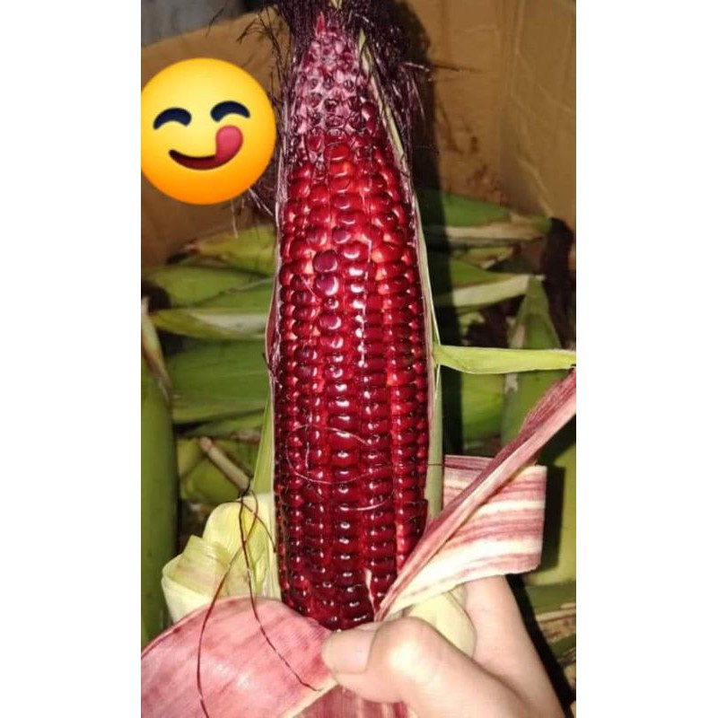 [HCM]Combo 10 trái bắp đỏ nữ hoàng-Loại 1-L