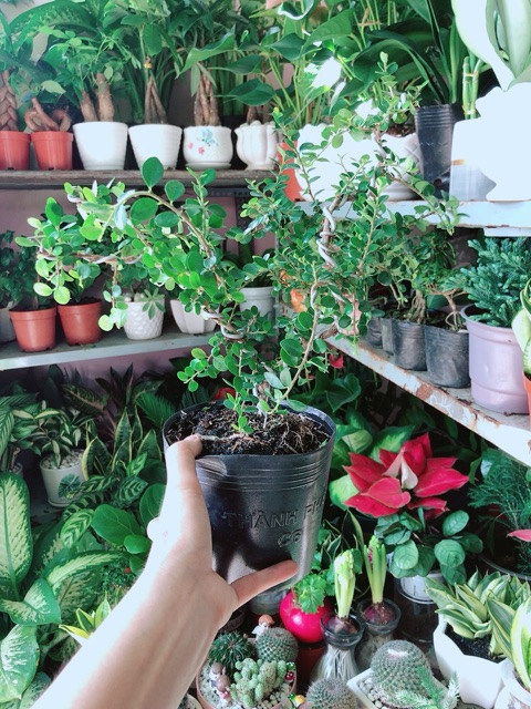 Cây Linh Sam Núi Sam Trái