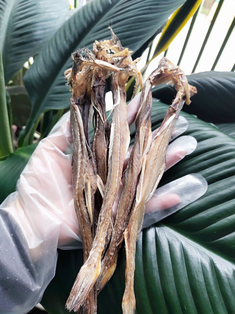 0,5kg Khô cá Khoai thiên nhiên to đại hàng mới
