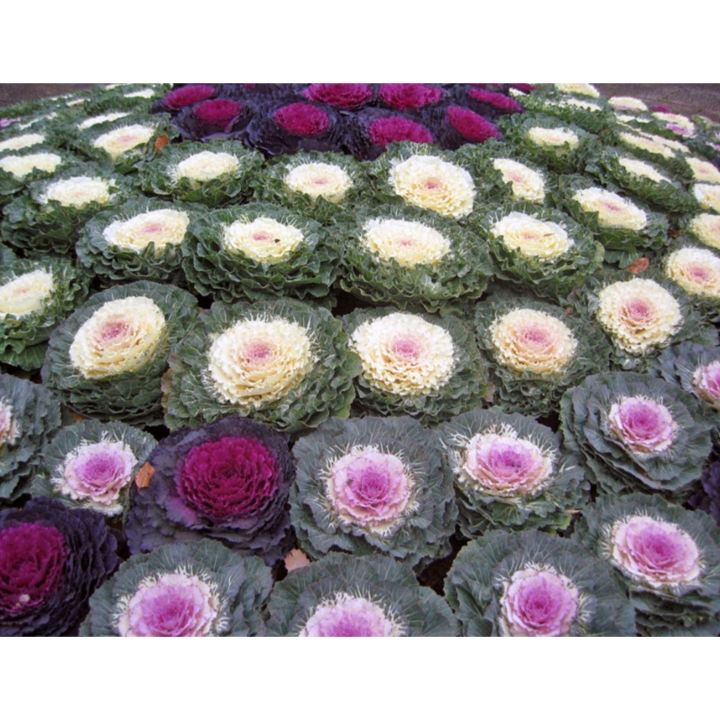 Hoa bắp cải nhiều màu Rd 872 (0.03g)