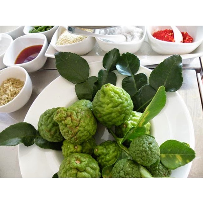 Cây chanh chúc Thái lan giống