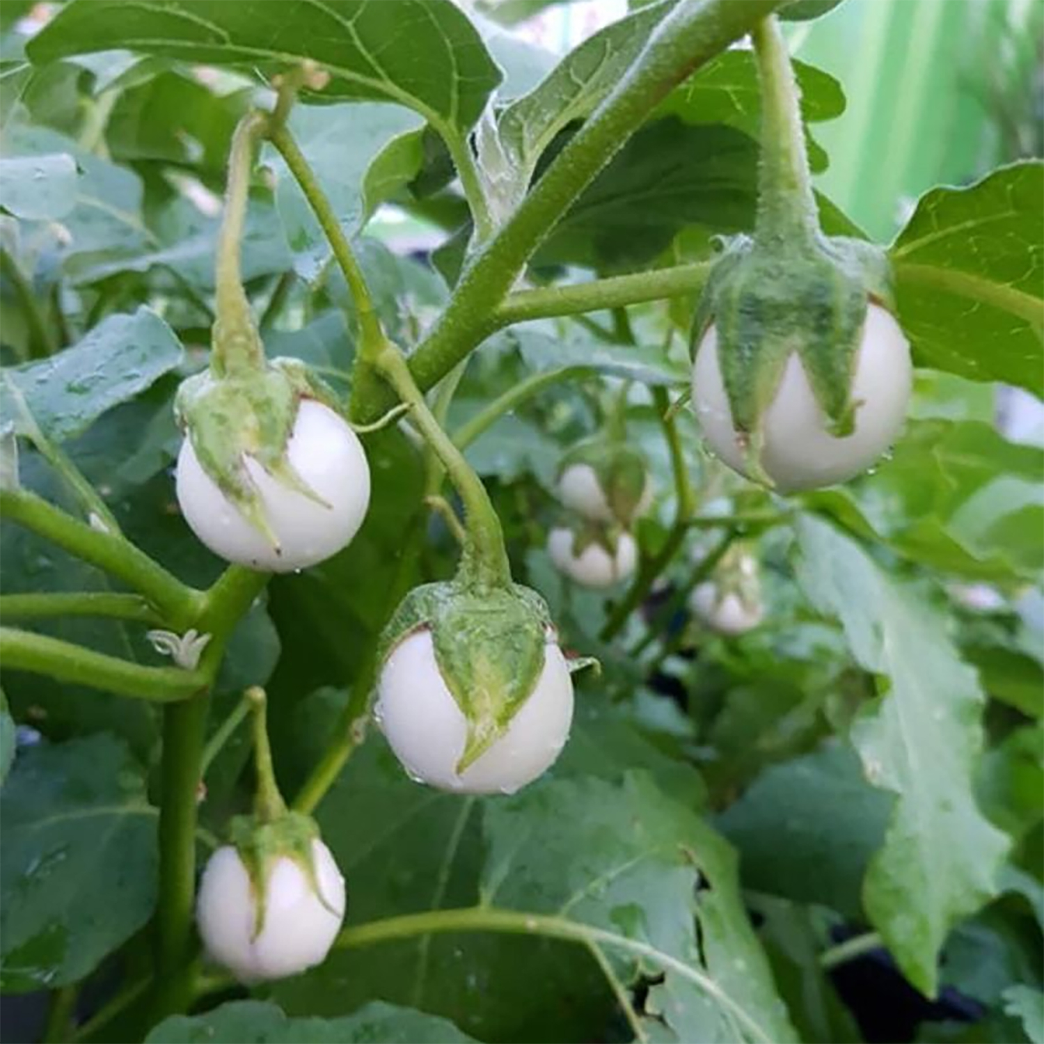 Hạt giống cà pháo trắng gói 1g