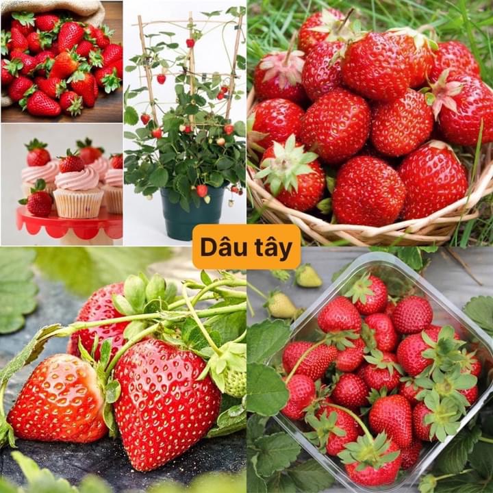 🍓Hạt Giống Dâu Tây🍓(Chịu Nhiệt , Quả To Mọng) - 100 hạt ~ 0.01gr/gói