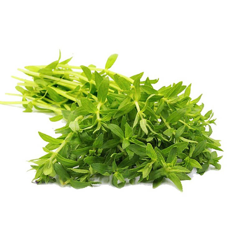 Chậu cây gia vị ngò ôm - rau ngổ