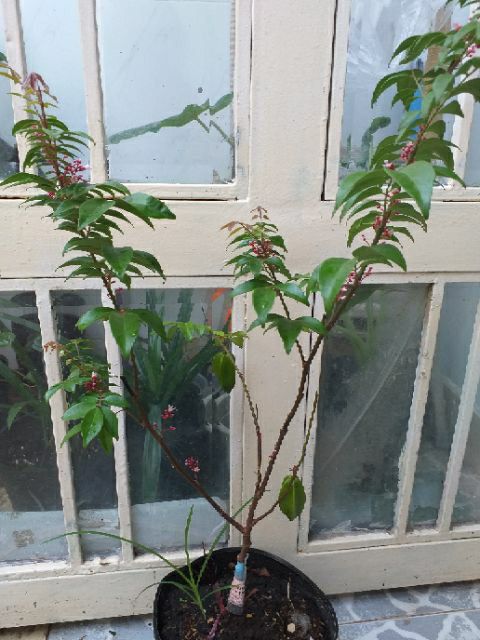 Cây khế nhật chua.(trái sớm)