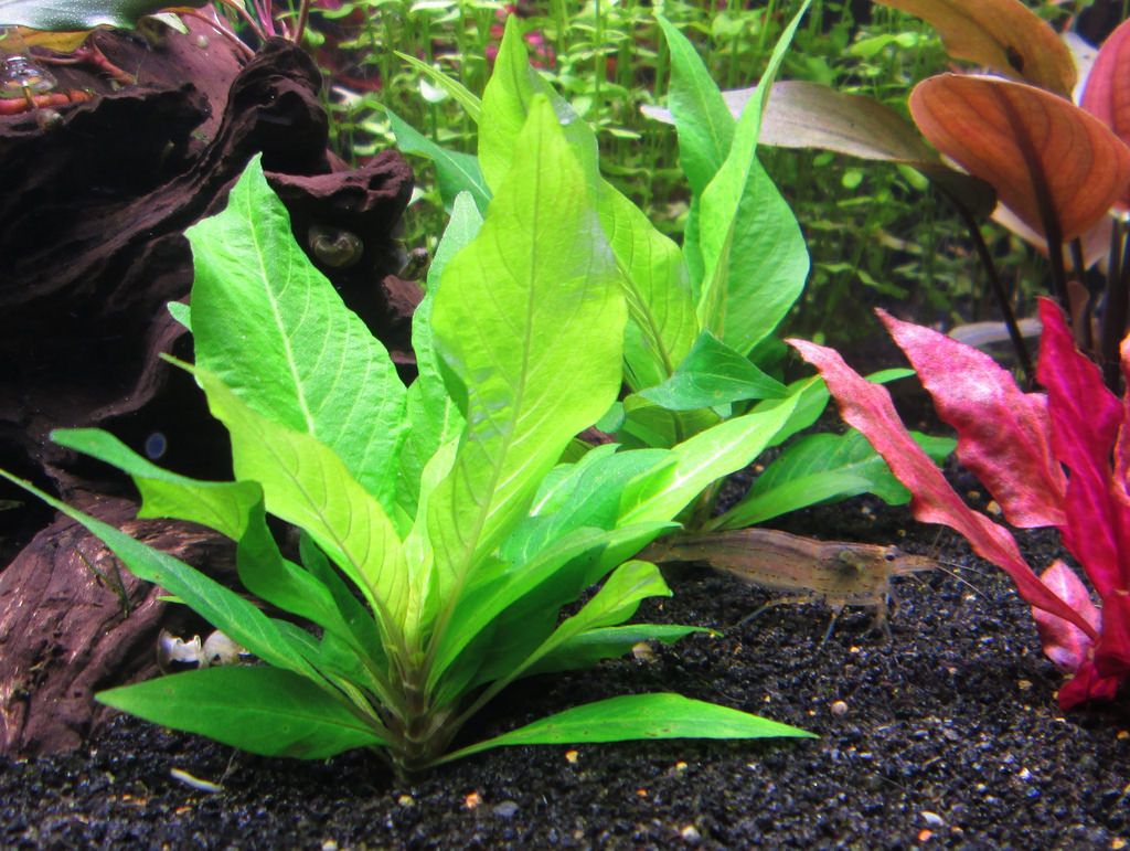 Aquarium Plants (5 Plants)