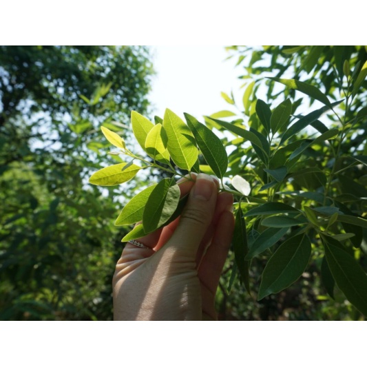 Cây giống gỗ đàn hương trắng Ấn độ (Cây khỏe đẹp, được kiểm tra hàng)