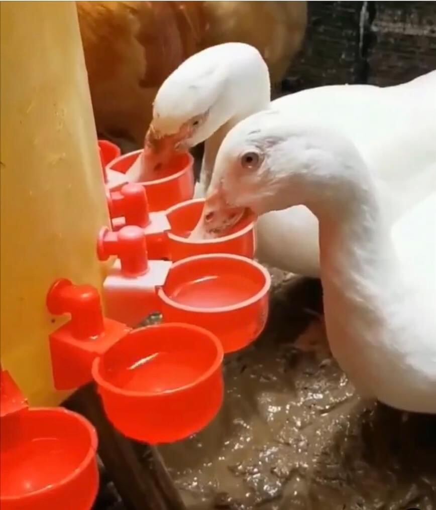 máng uống nước tự động cho gà 1 cái