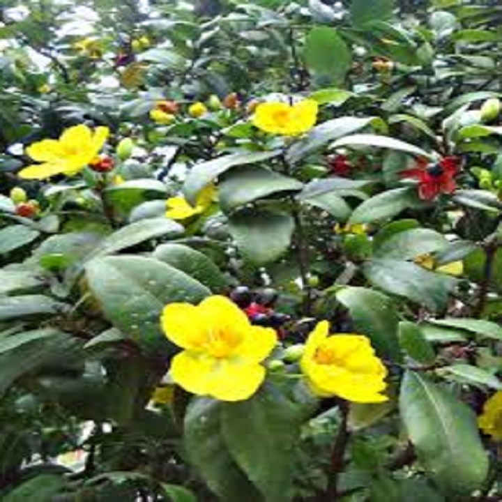 Cây  Giống Mai Tứ Quý