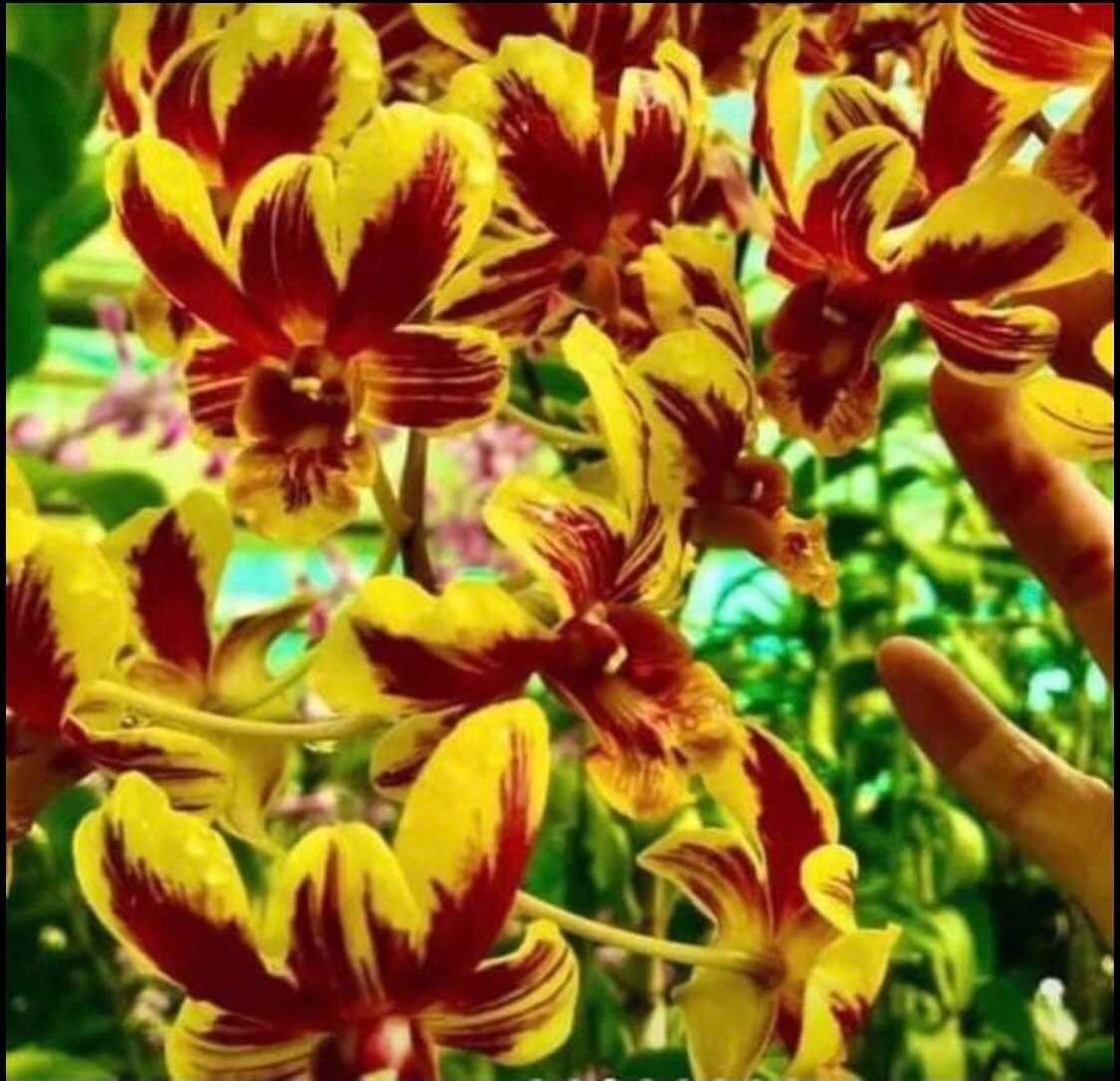 Hoa lan cờ đỏ xổ chớp 5%