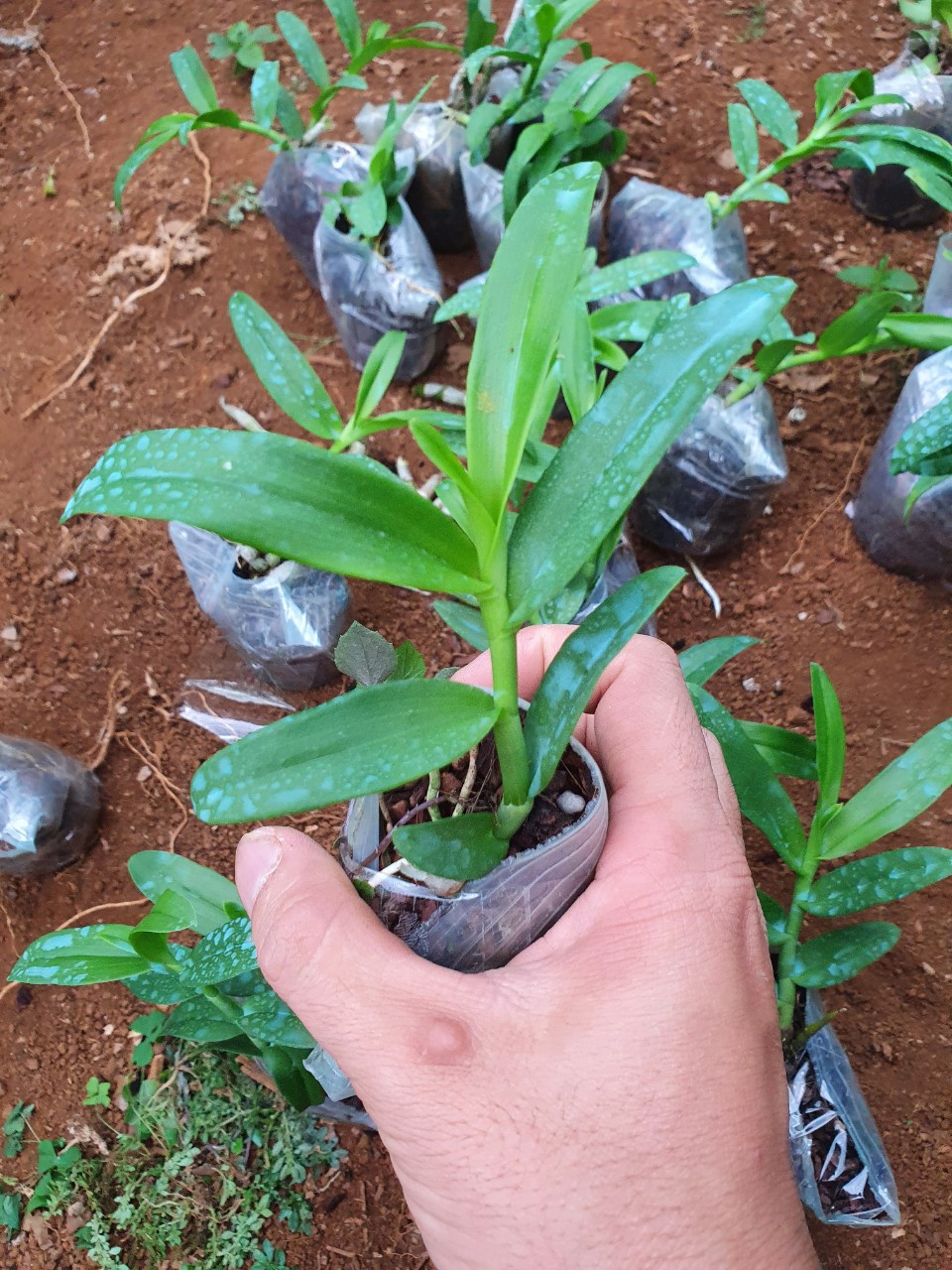 5ct ho gieo hạt 7-8 cm