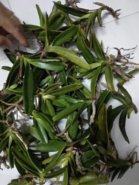Hoàng nhạn tháng 8
