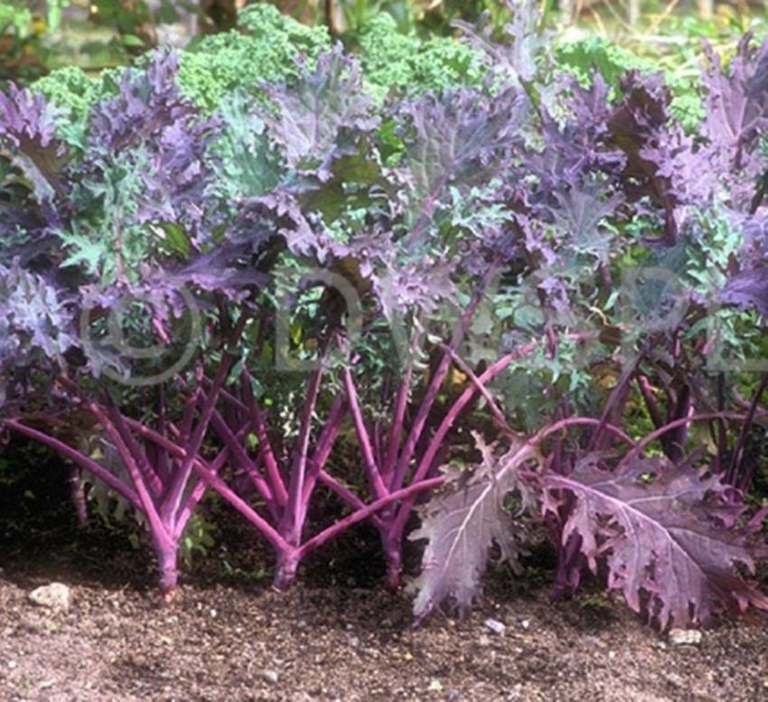 Hạt giống cải xoăn Kale