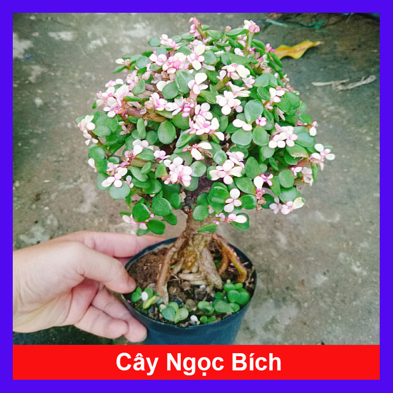 Cây Ngọc Bích (Đỏ) - Cây cảnh bonsai để bàn