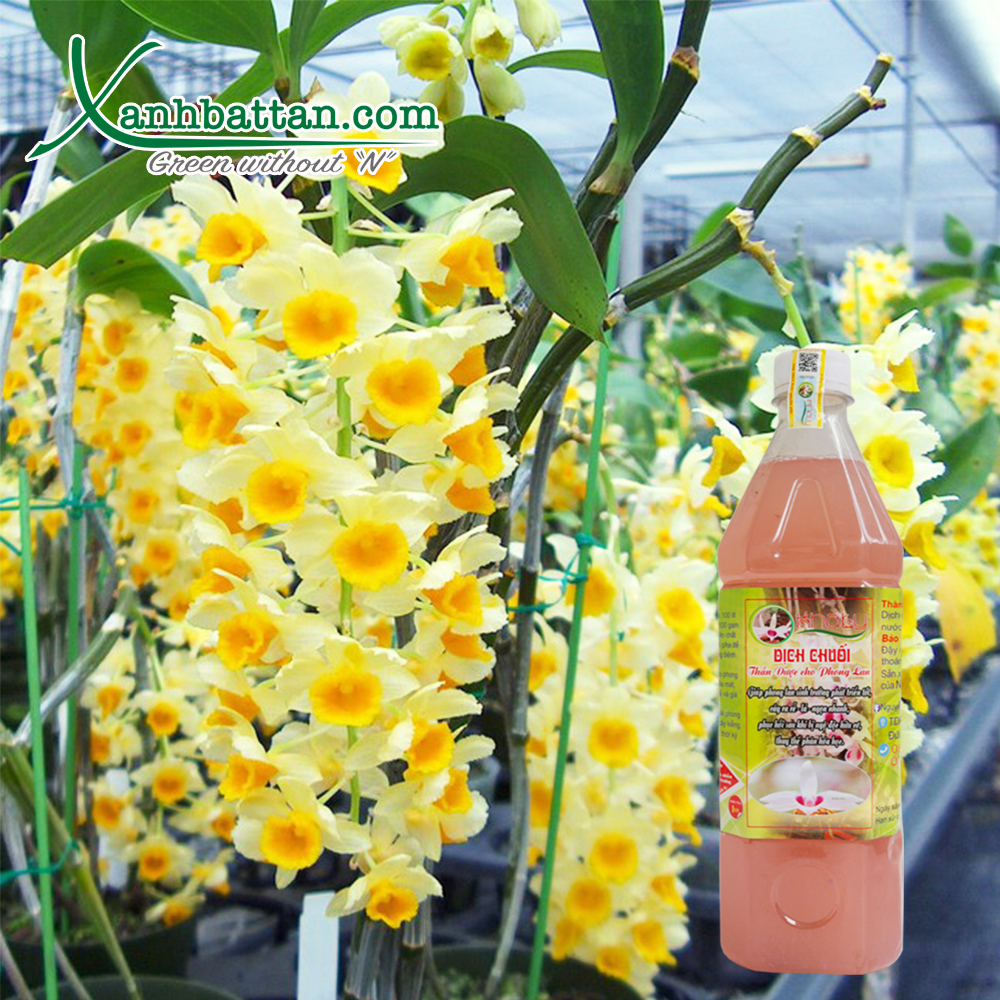 Dịch Chuối Khaly Dùng Cho Lan Chai 1 Lít