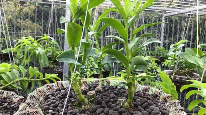 Phân dê bón Lan dạng túi loại (10cm - 15cm)