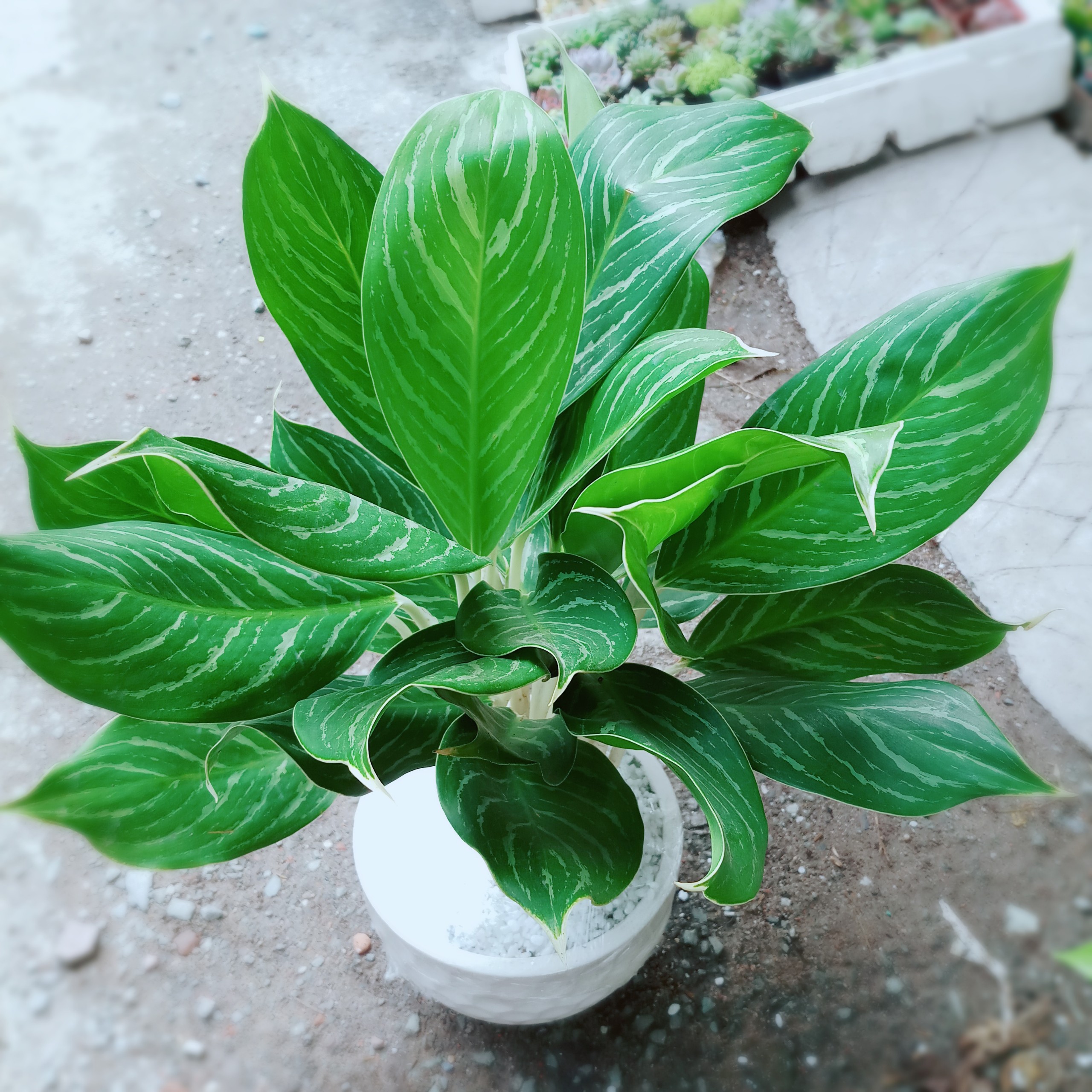 Cây bạch mã hoàng tử